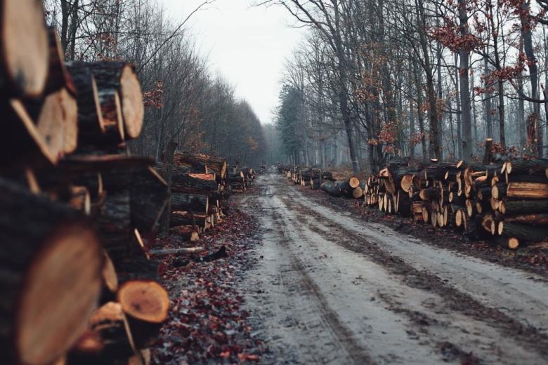 ścięte drzewa po obu stronach leśnej drogi 