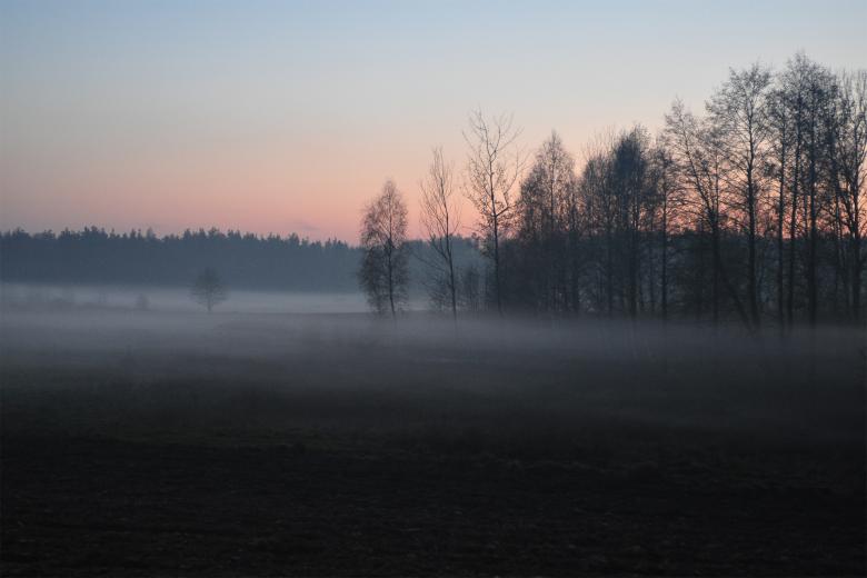 Zamglona polana w lesie o świcie