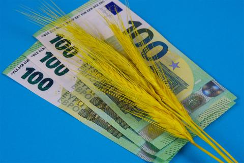 Kilka kłosów zboża leży na trzech banknotach o nominale 100 euro